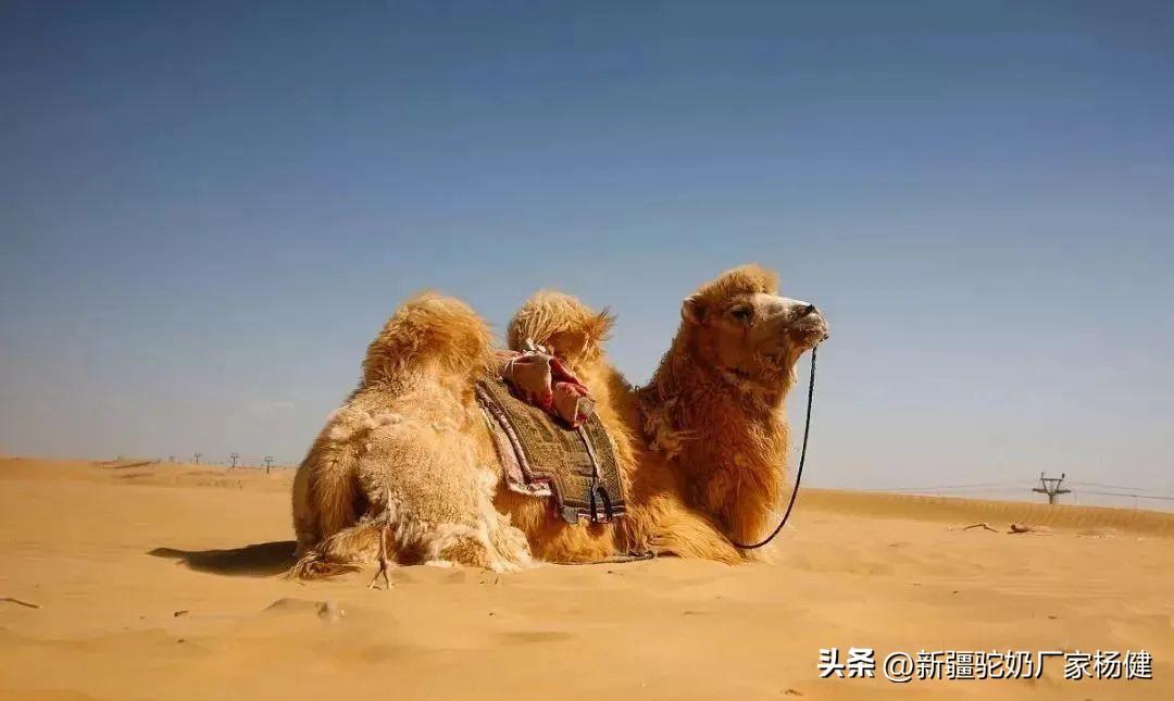 骆驼有几层眼睫毛_关于骆驼的相关知识