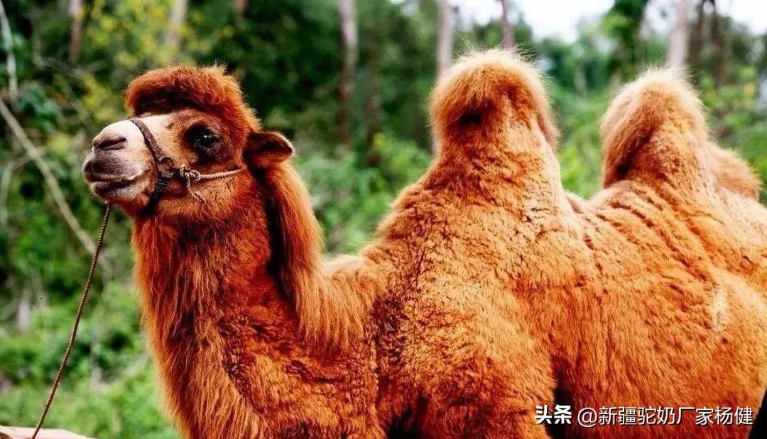 骆驼有几层眼睫毛_关于骆驼的相关知识