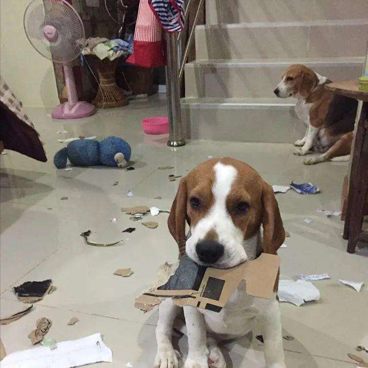 什么是比格犬_比格犬的优缺点