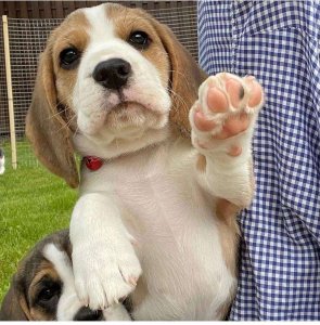 什么是比格犬_比格犬的优缺点