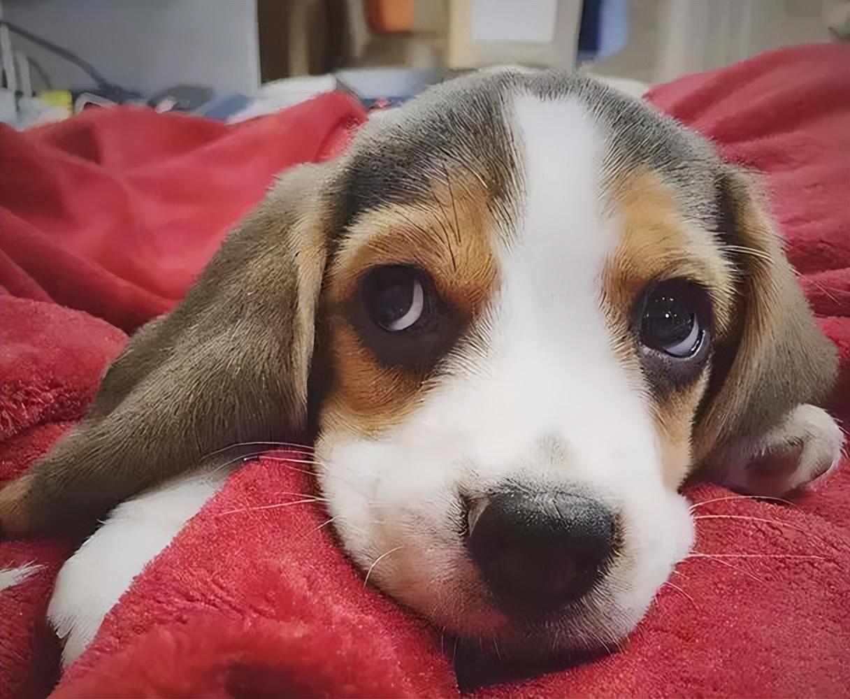 什么是比格犬_比格犬的优缺点