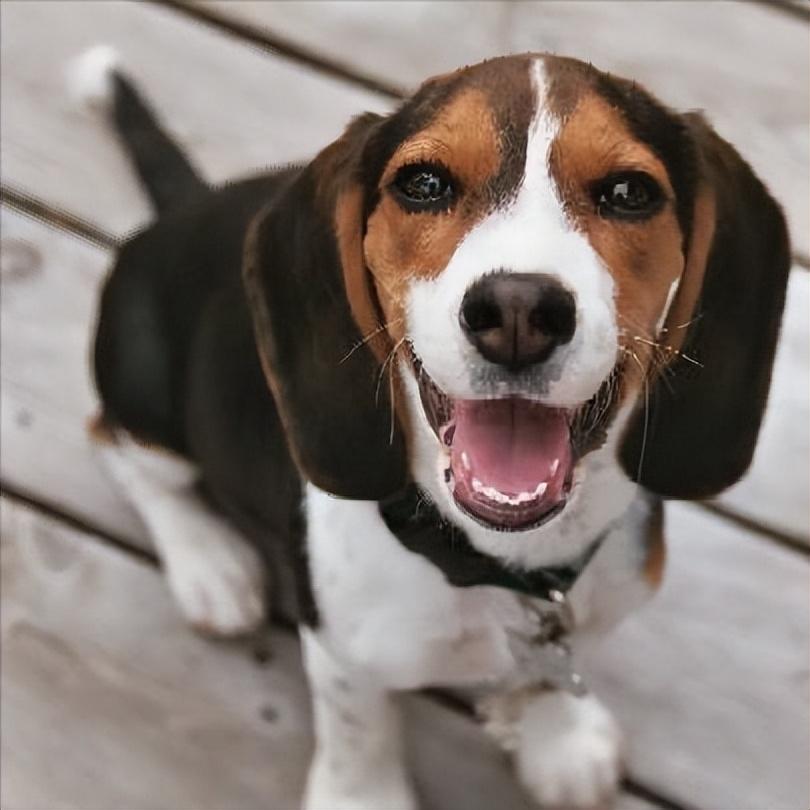 什么是比格犬_比格犬的优缺点