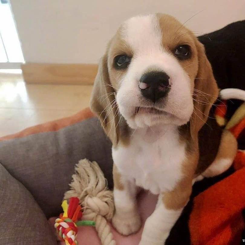 什么是比格犬_比格犬的优缺点