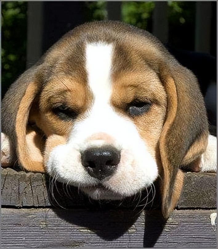 什么是比格犬_比格犬的优缺点