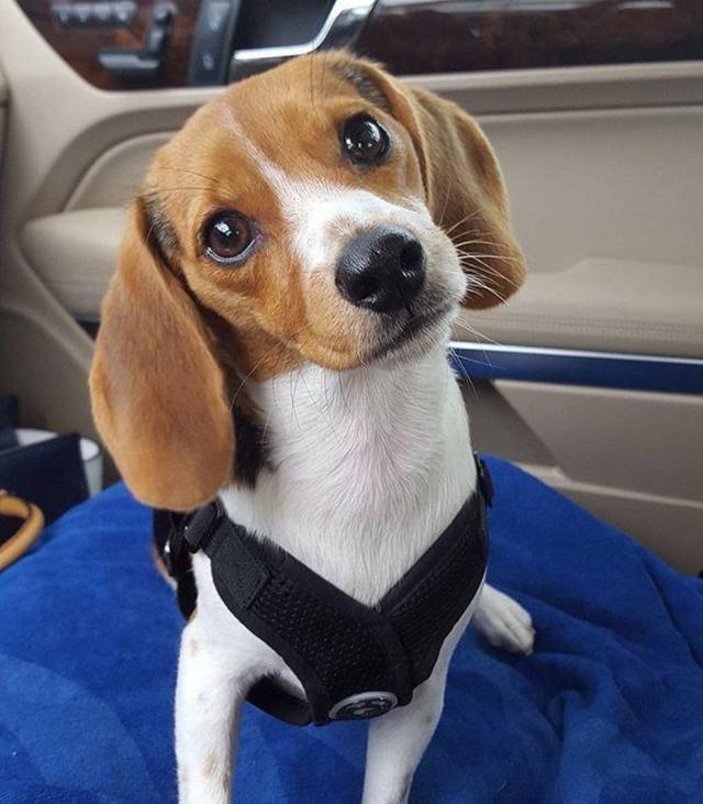 什么是比格犬_比格犬的优缺点