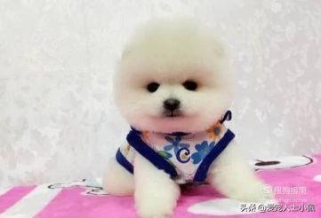 俊介是什么品种_俊介的特征