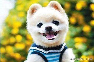 俊介是什么品种_俊介的特征