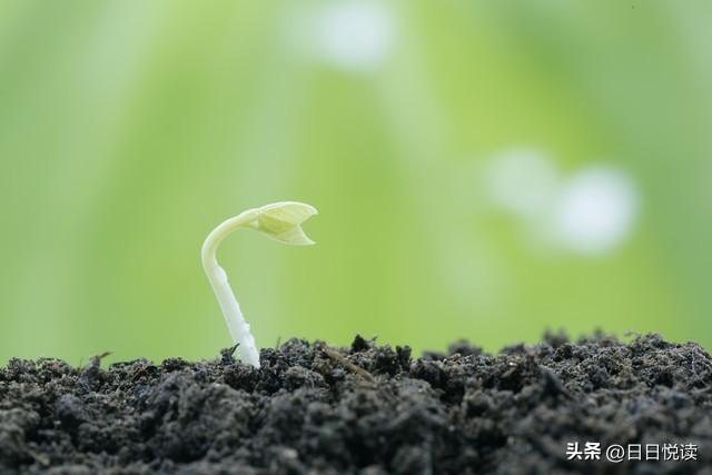 为什么种子会发芽_种子会发芽的原理