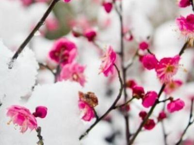 盆栽腊梅花怎么养_盆栽腊梅花的养殖方法