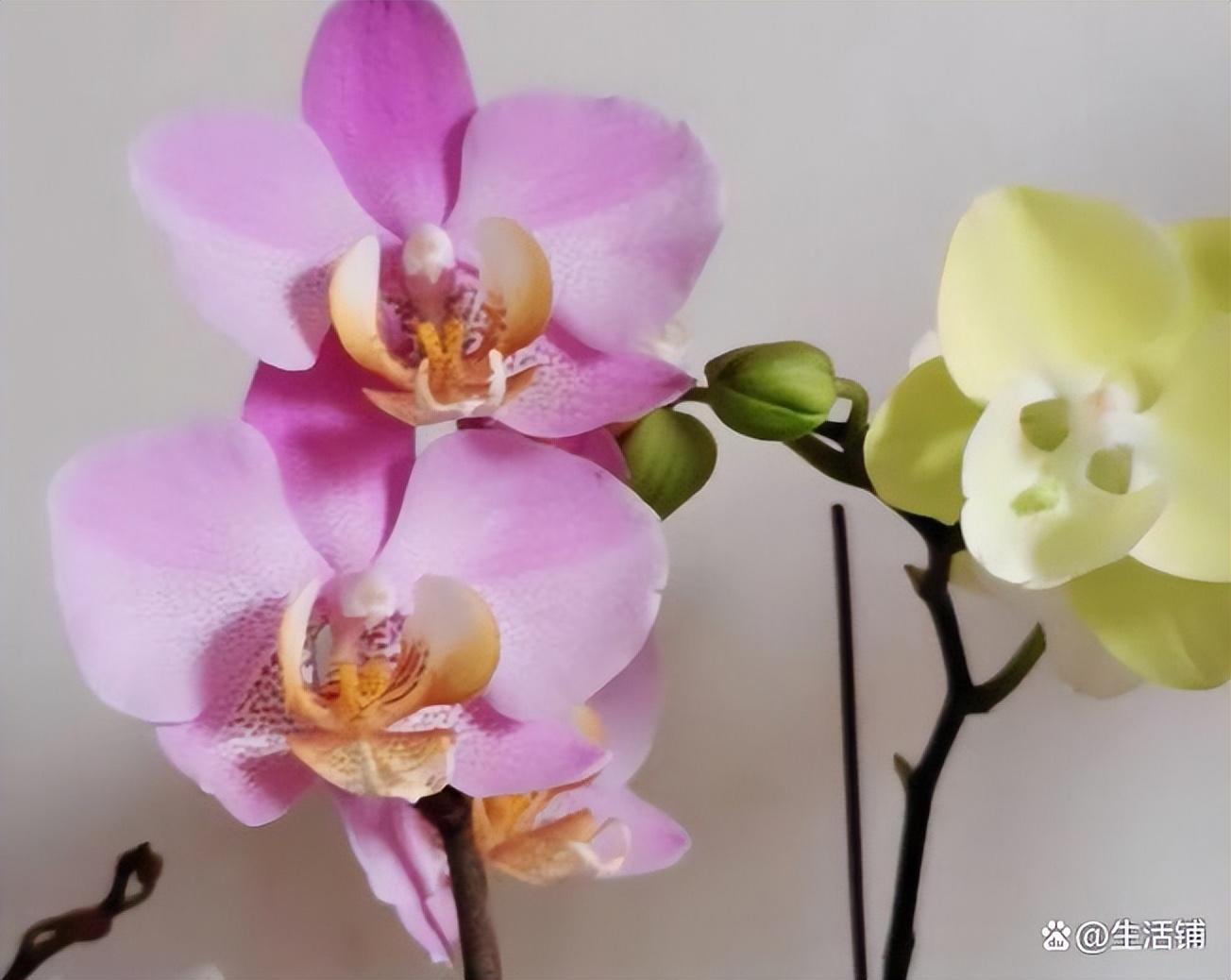 蝴蝶兰怎么催花箭_一文解答