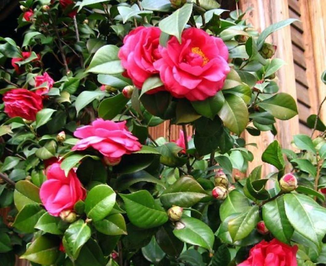 茶花冬天怎么养_茶花冬季养殖方法