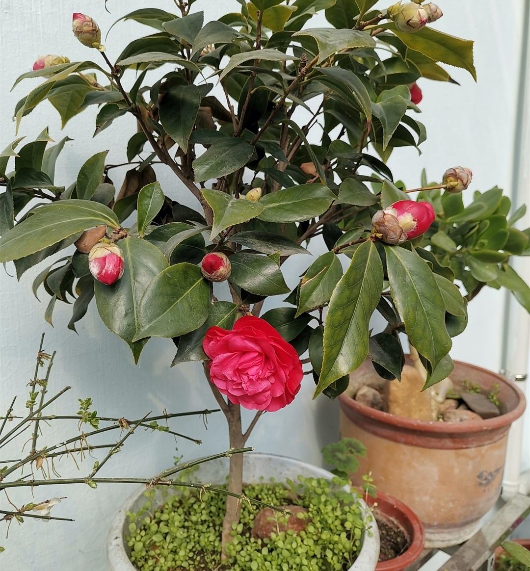 茶花冬天怎么养_茶花冬季养殖方法