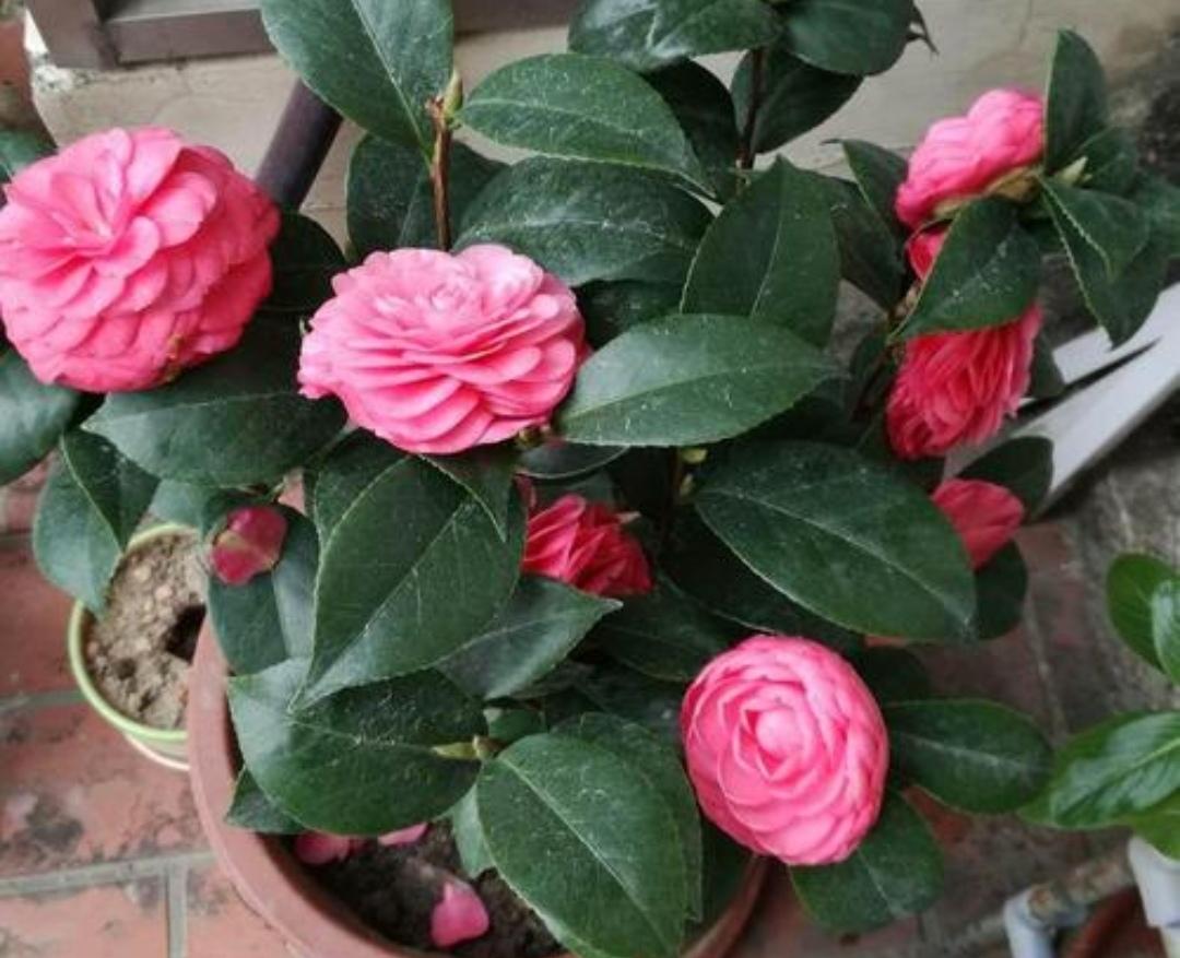 茶花冬天怎么养_茶花冬季养殖方法
