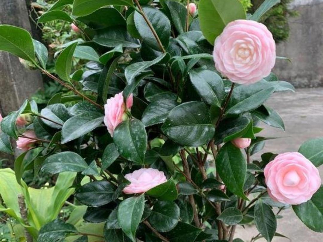 茶花冬天怎么养_茶花冬季养殖方法
