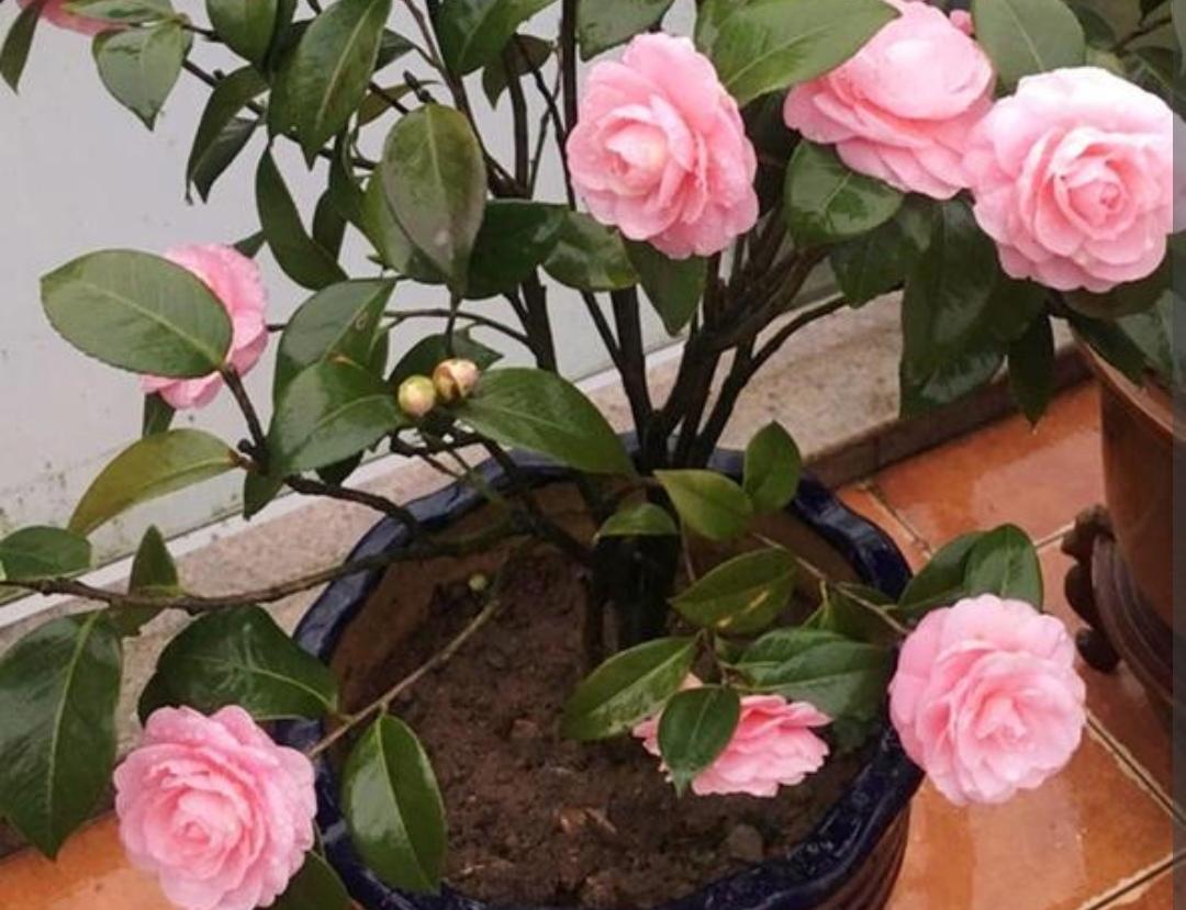 茶花冬天怎么养_茶花冬季养殖方法