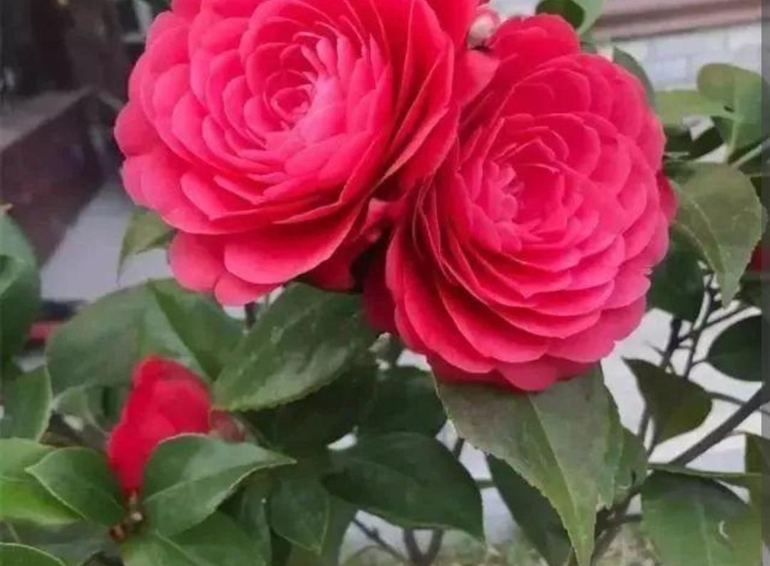 茶花冬天怎么养_茶花冬季养殖方法