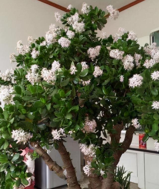 客厅摆什么植物好看_适合客厅摆的植物种类