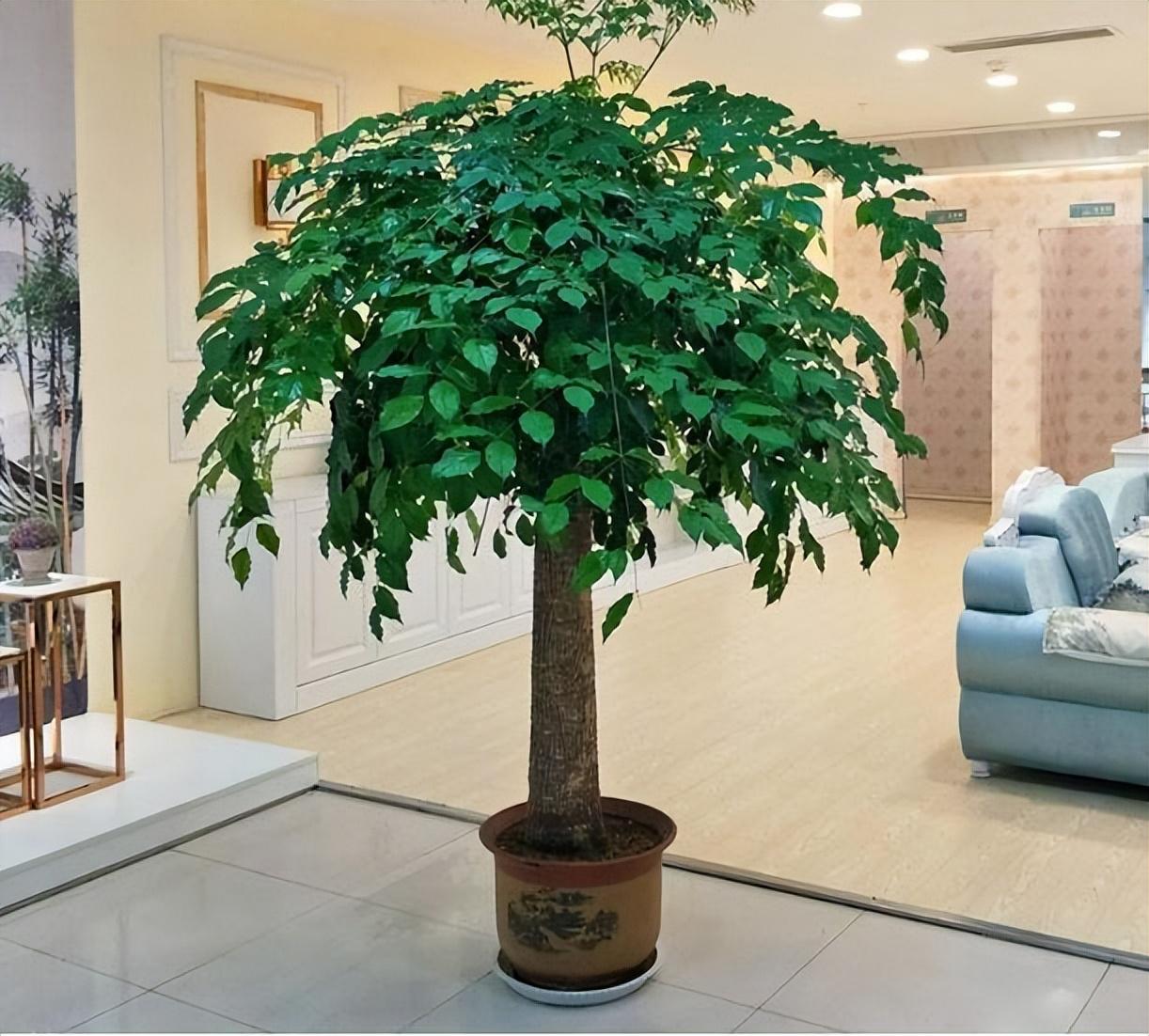 客厅摆什么植物好看_适合客厅摆的植物种类