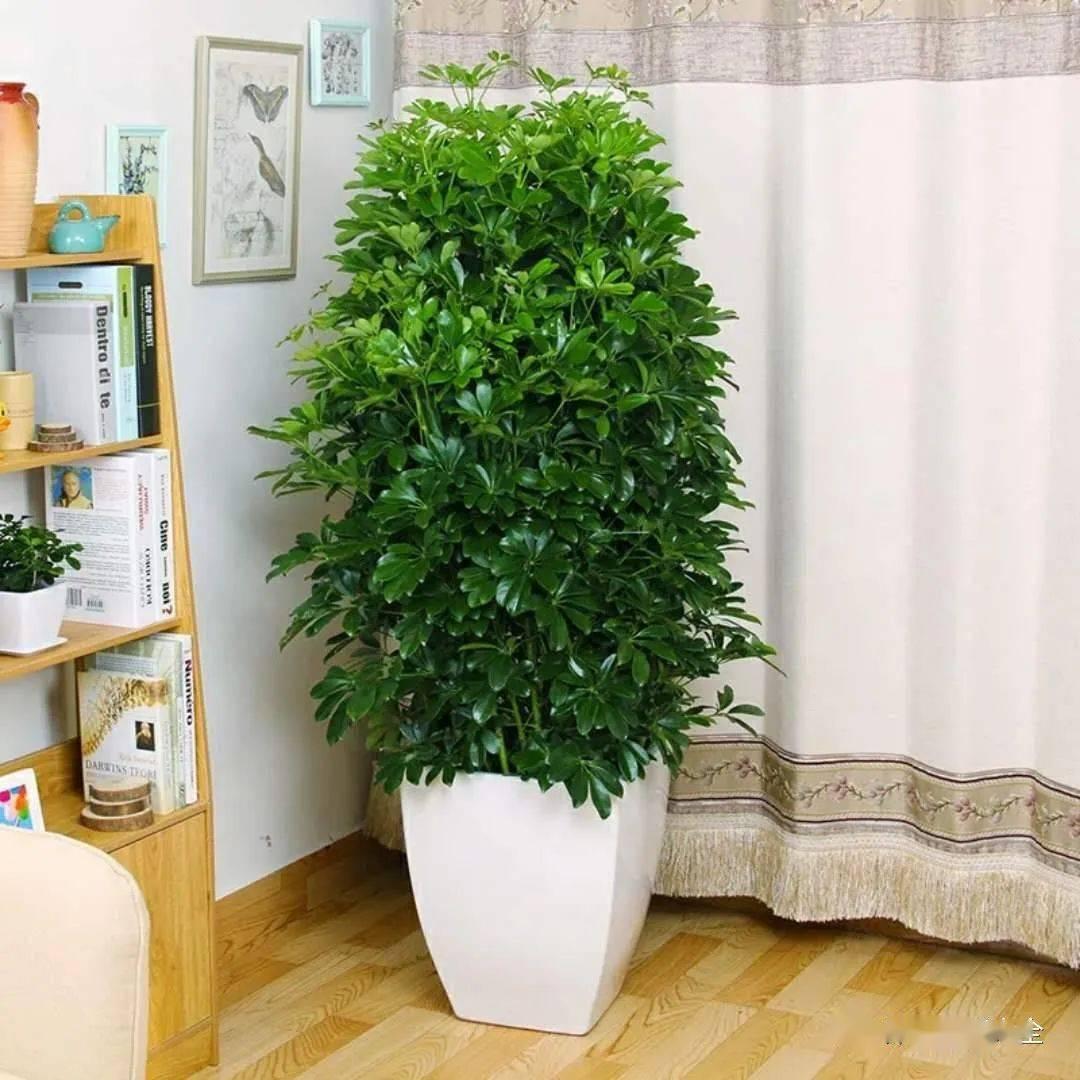 客厅摆什么植物好看_适合客厅摆的植物种类