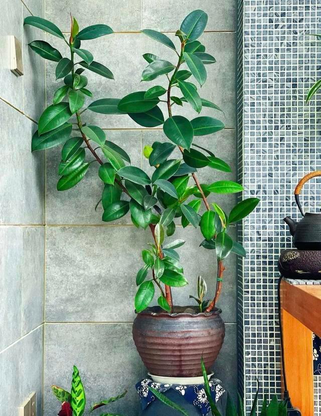 客厅摆什么植物好看_适合客厅摆的植物种类