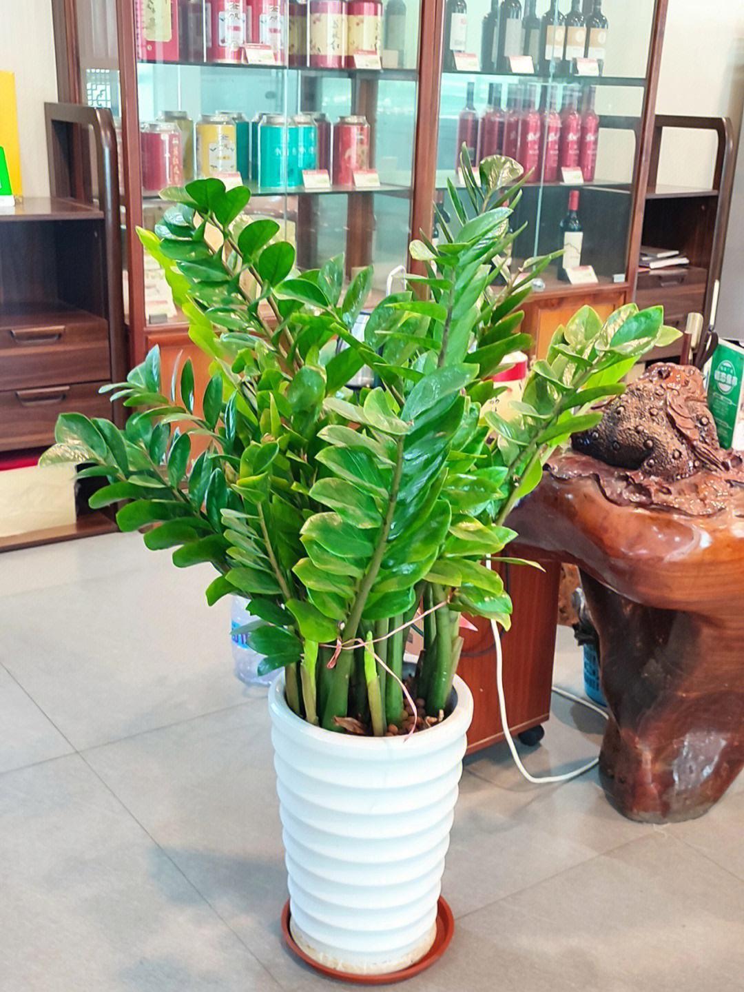 客厅摆什么植物好看_适合客厅摆的植物种类