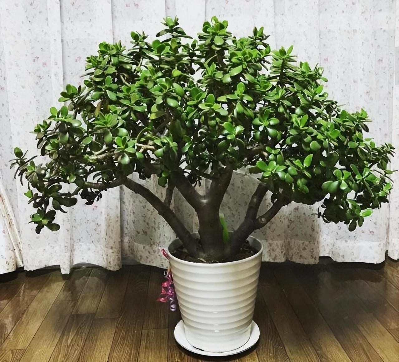 客厅摆什么植物好看_适合客厅摆的植物种类
