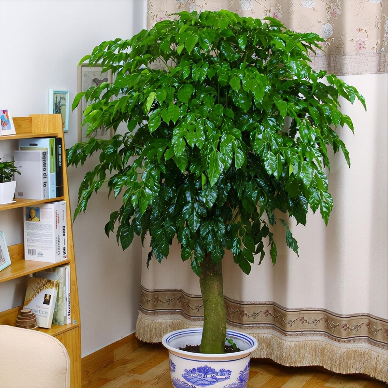 客厅摆什么植物好看_适合客厅摆的植物种类