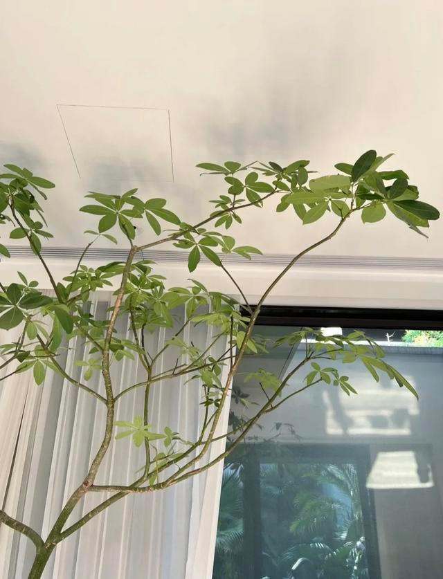 客厅摆什么植物好看_适合客厅摆的植物种类