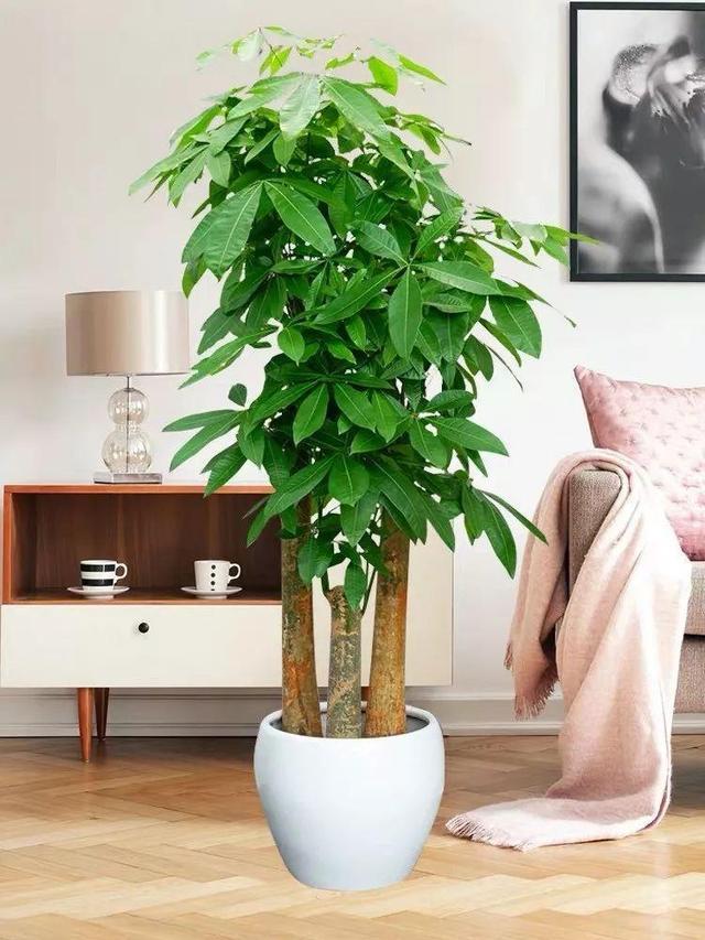 客厅摆什么植物好看_适合客厅摆的植物种类