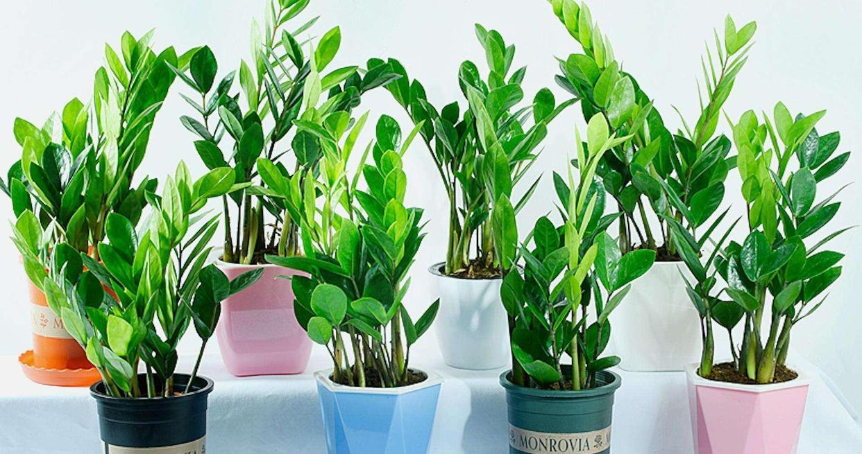 客厅摆什么植物好看_适合客厅摆的植物种类