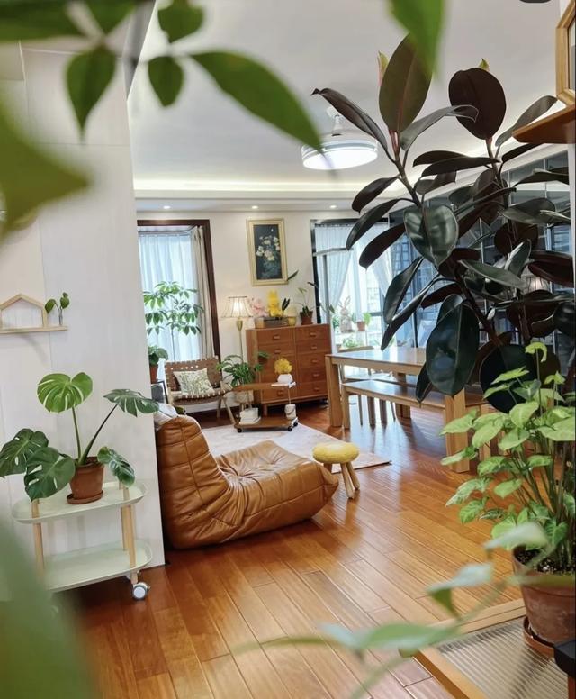 客厅摆什么植物好看_适合客厅摆的植物种类