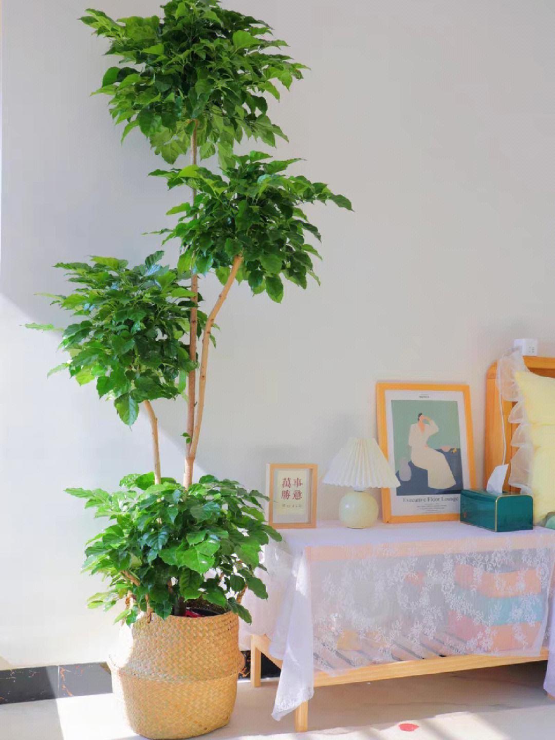 客厅摆什么植物好看_适合客厅摆的植物种类