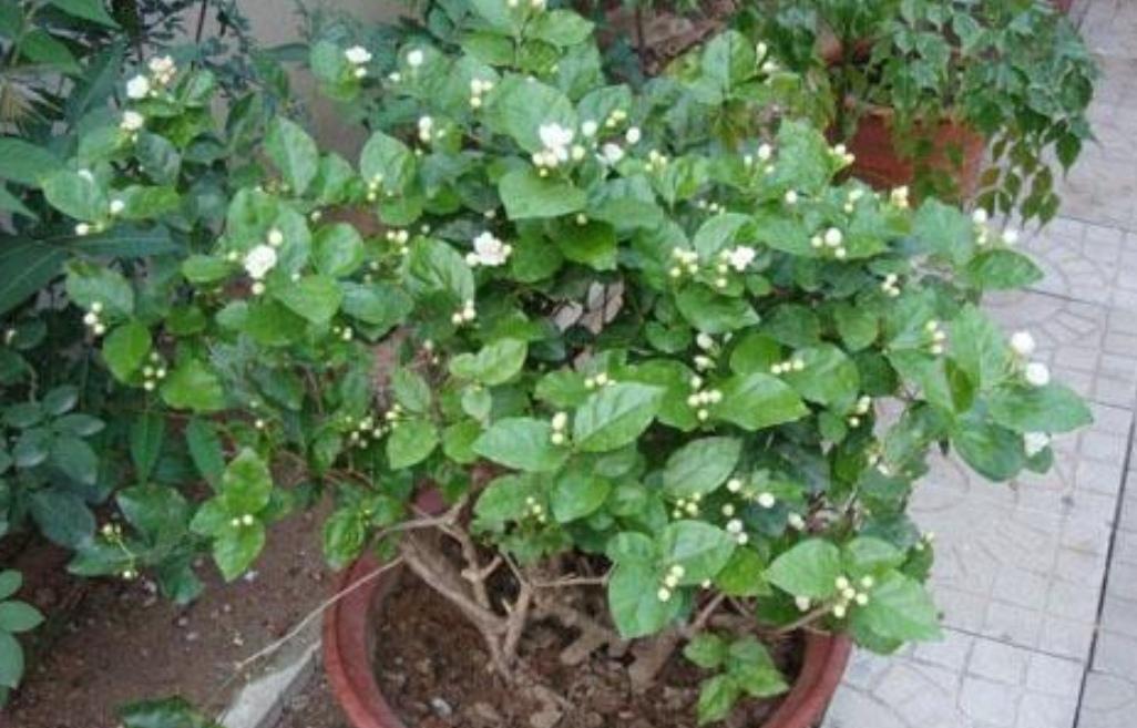 茉莉花秋天怎么养_茉莉花秋季养殖方法