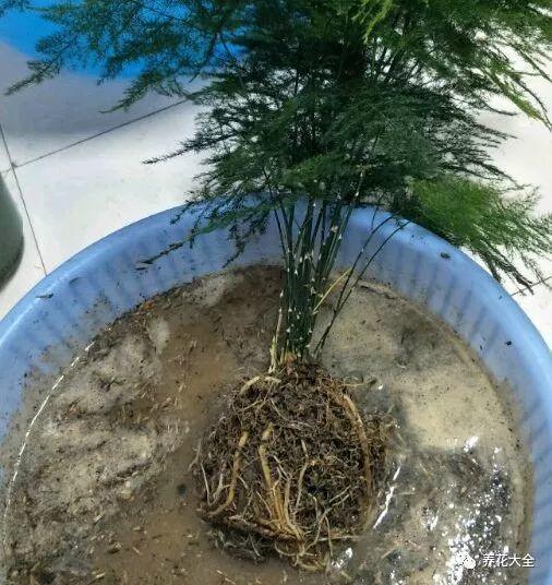 吊兰怎么水养_吊兰的水养方法