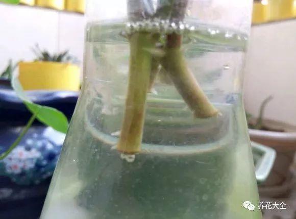 吊兰怎么水养_吊兰的水养方法