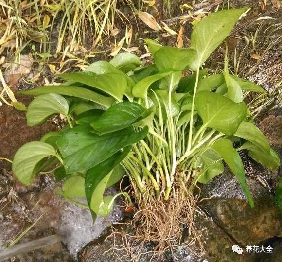 吊兰怎么水养_吊兰的水养方法