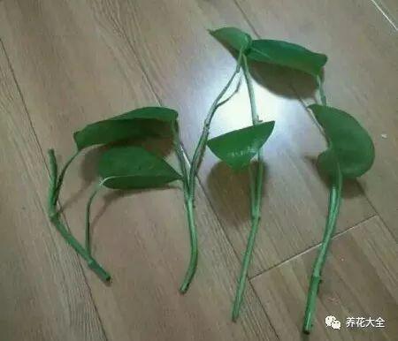 吊兰怎么水养_吊兰的水养方法