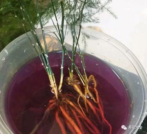 吊兰怎么水养_吊兰的水养方法