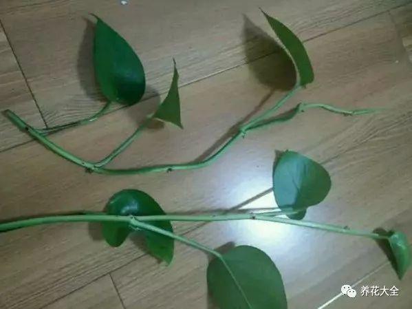 吊兰怎么水养_吊兰的水养方法