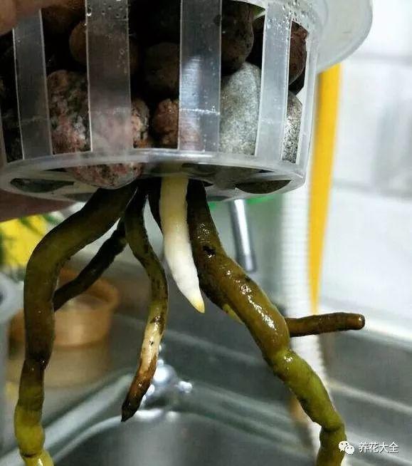 吊兰怎么水养_吊兰的水养方法