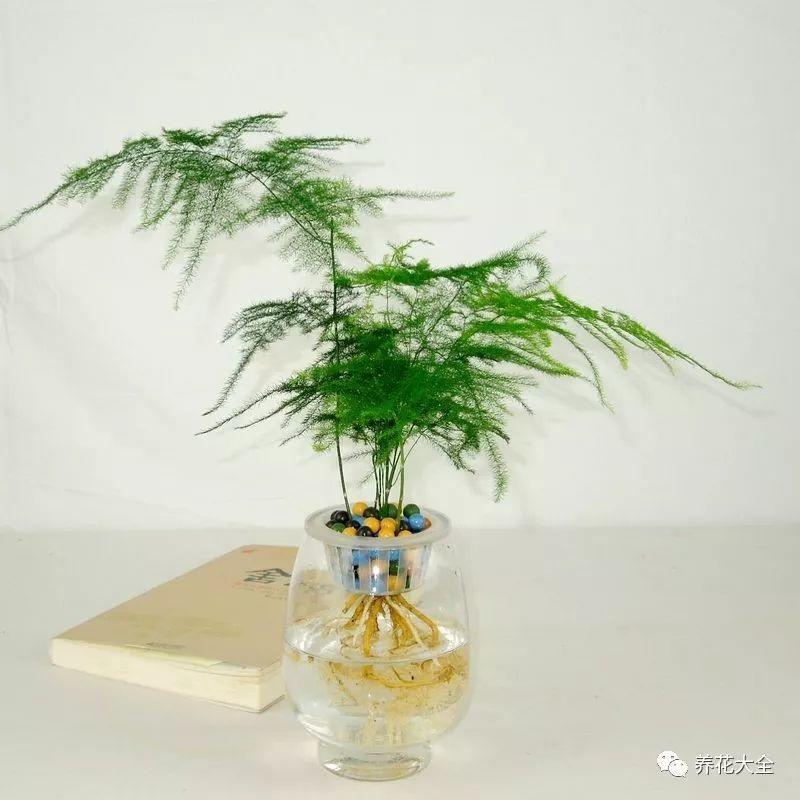 吊兰怎么水养_吊兰的水养方法