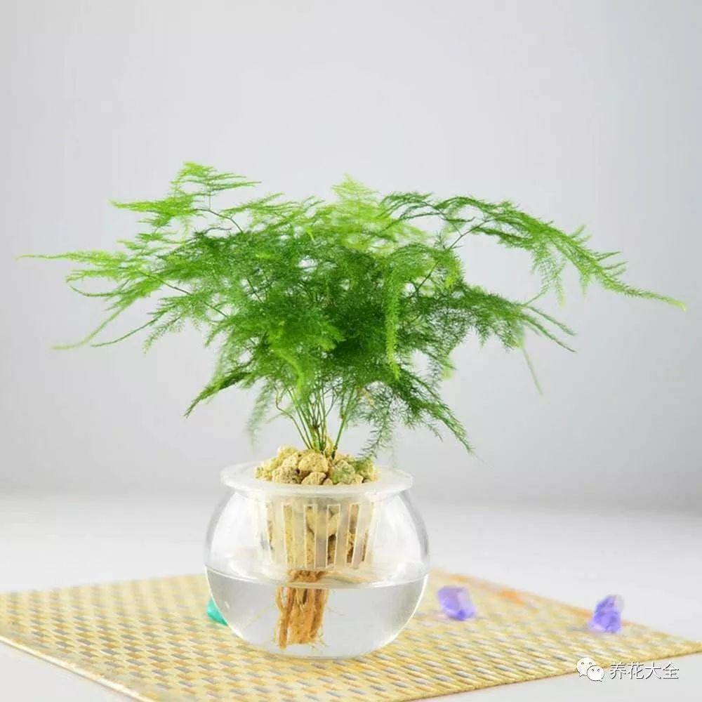 吊兰怎么水养_吊兰的水养方法