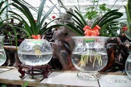 吊兰怎么水养_吊兰的水养方法