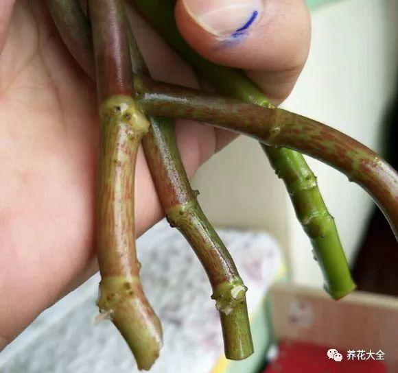吊兰怎么水养_吊兰的水养方法