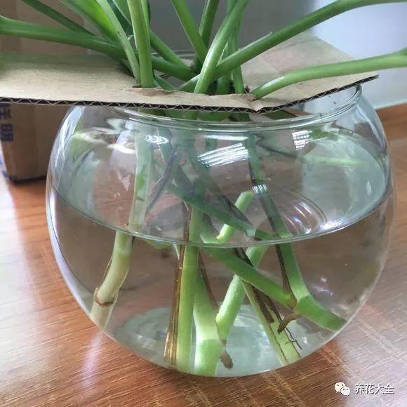 吊兰怎么水养_吊兰的水养方法