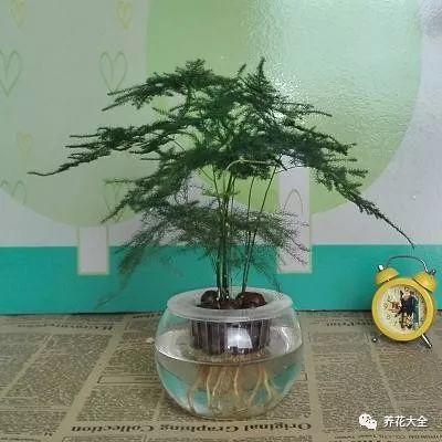 吊兰怎么水养_吊兰的水养方法
