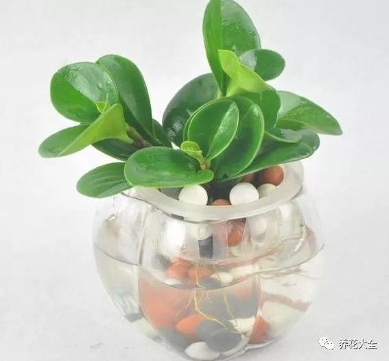 吊兰怎么水养_吊兰的水养方法