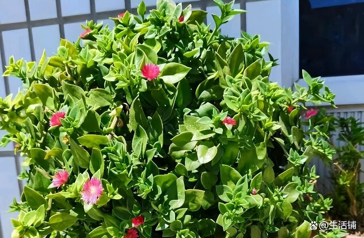牡丹吊兰怎么养殖_牡丹吊兰的养殖方法和注意事项