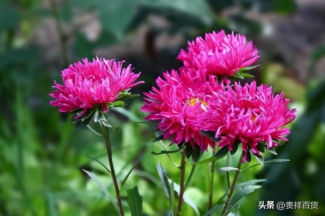 12星座适合养什么花草_12星座适合养的花草推荐