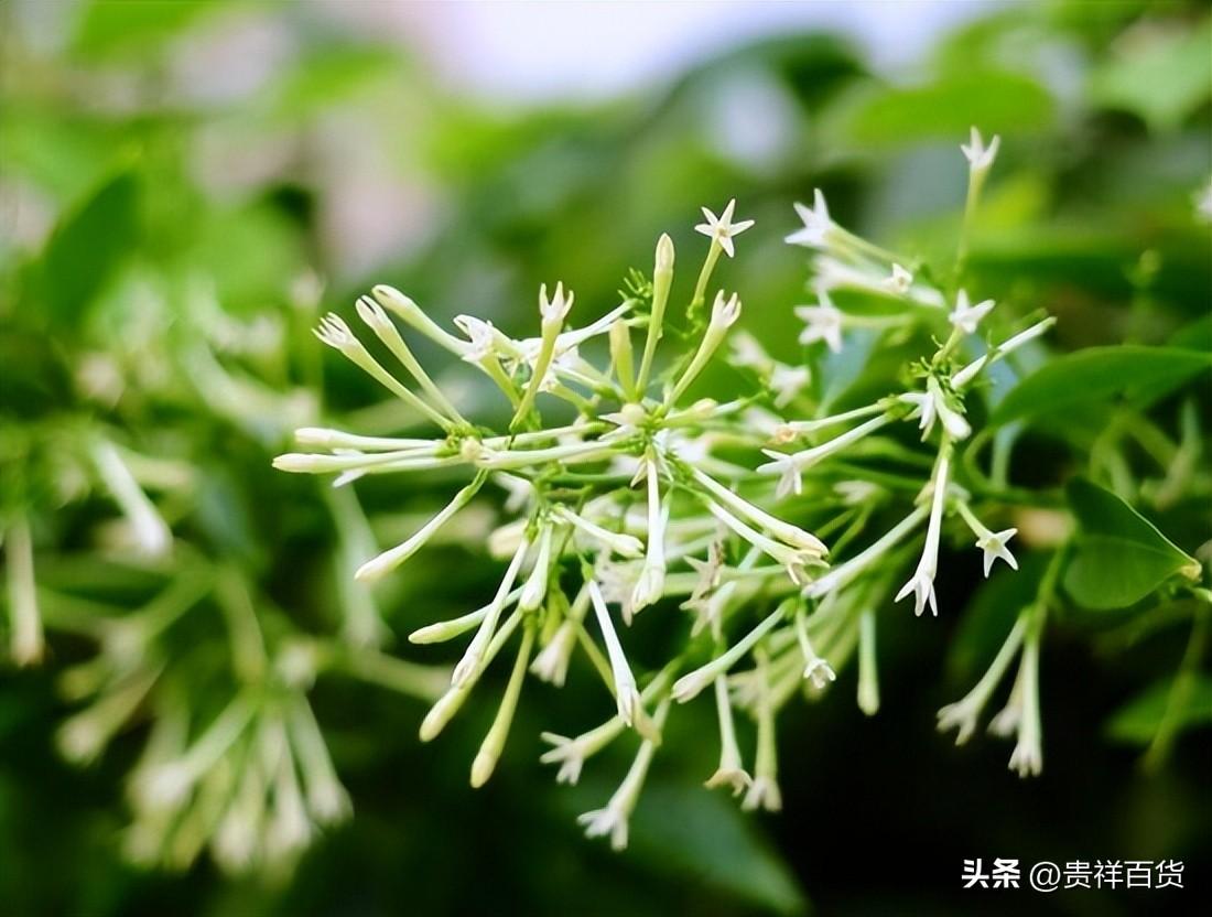 12星座适合养什么花草_12星座适合养的花草推荐